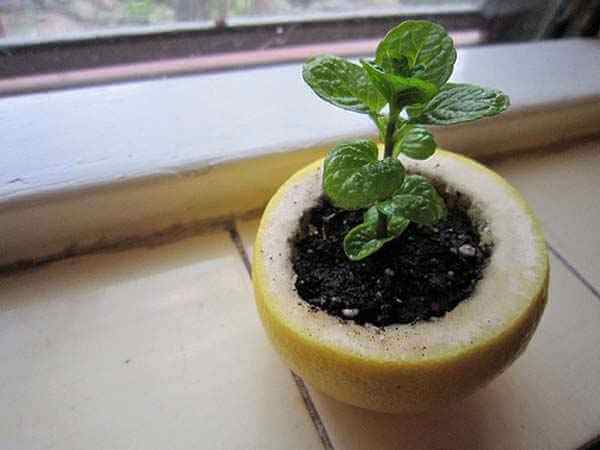Utiliser un citron pour ses semis