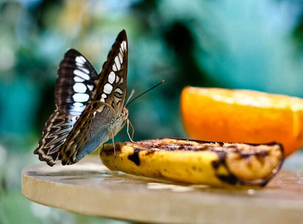 banane attire les papillons