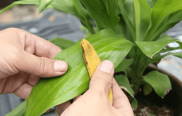 faire briller feuilles de plante avec peau de banane