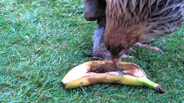 peau de banane donner à manger aux animaux