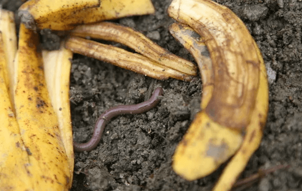 banane nourrit les vers de terre