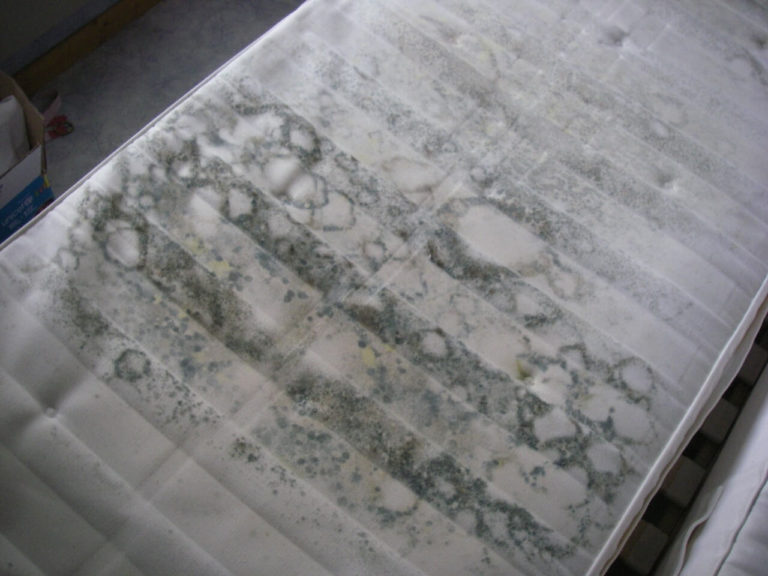 5 techniques simples et radicales pour enlever de la moisissure