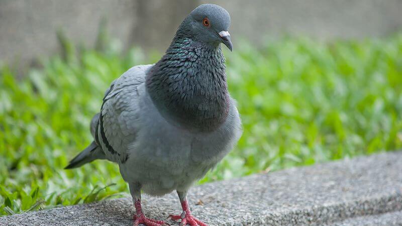 repulsif pigeon