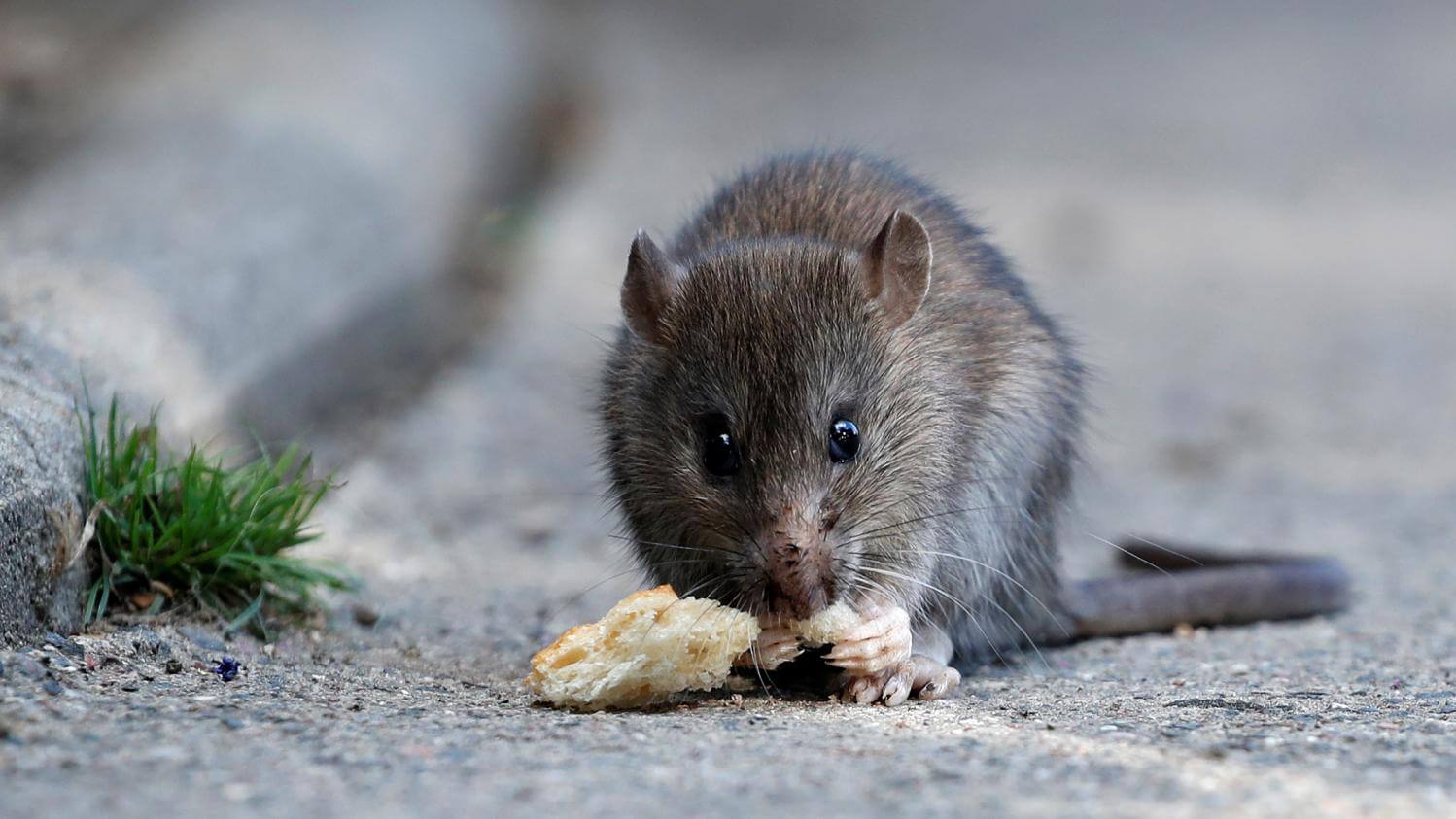 Qu'est-ce qui attire les souris dans une maison ?