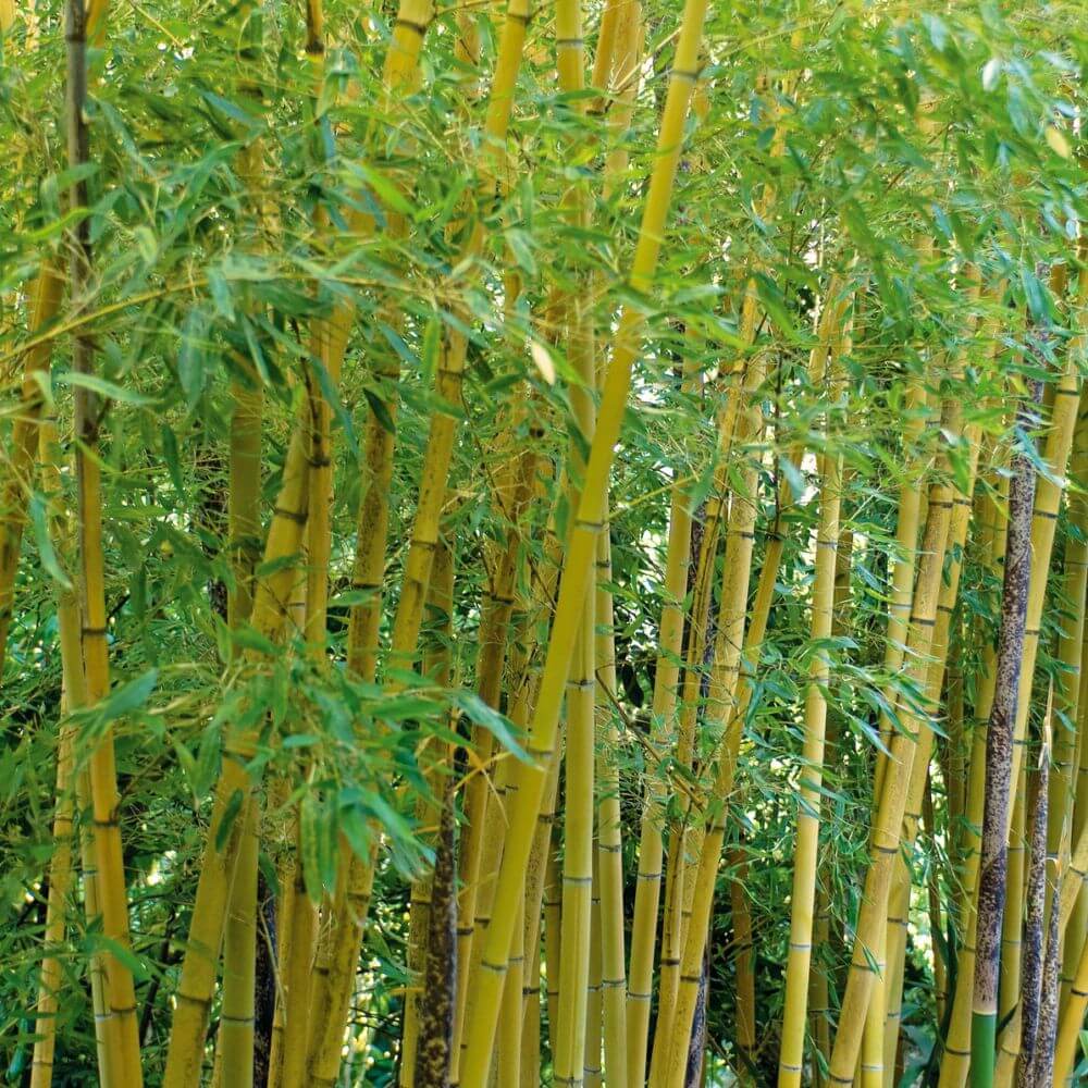 bambou-naturel