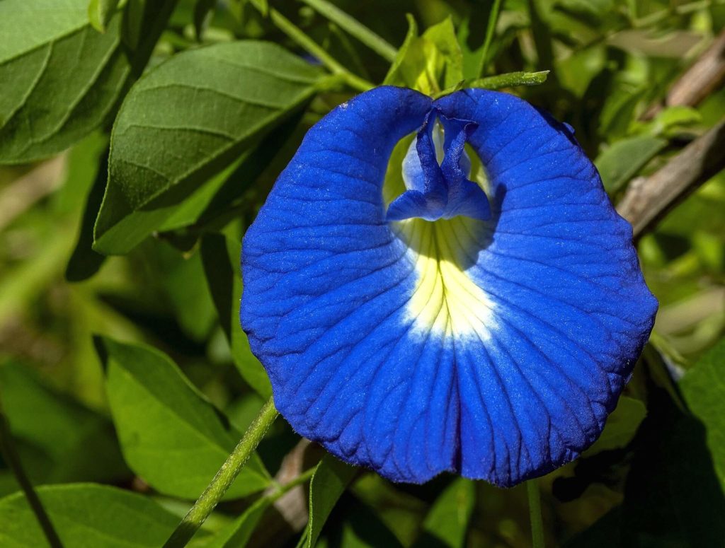 pois-bleu-fleur